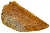 Serrated, Raptor Tooth - Real Dinosaur Tooth #269138-1